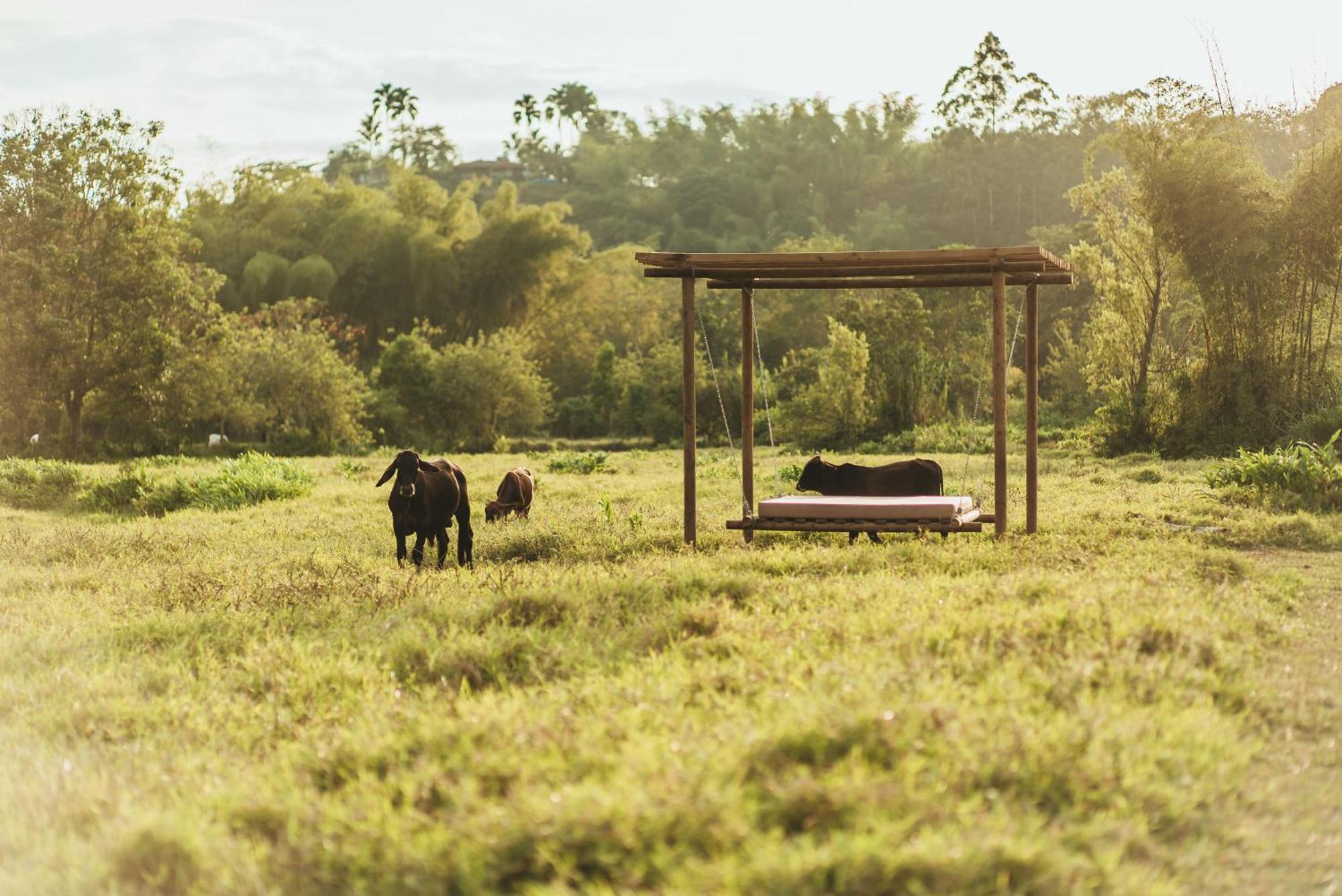 Glamping Entre Rios Hotel Calarca Ngoại thất bức ảnh